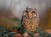 开云体育入口-振翅一击，老鹰斩落猛龙，锡安化身关键先生